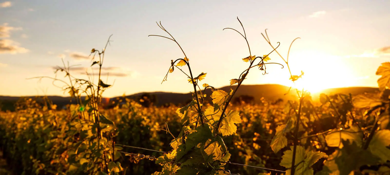 Legado Ficha Vino Paisaje.jpg